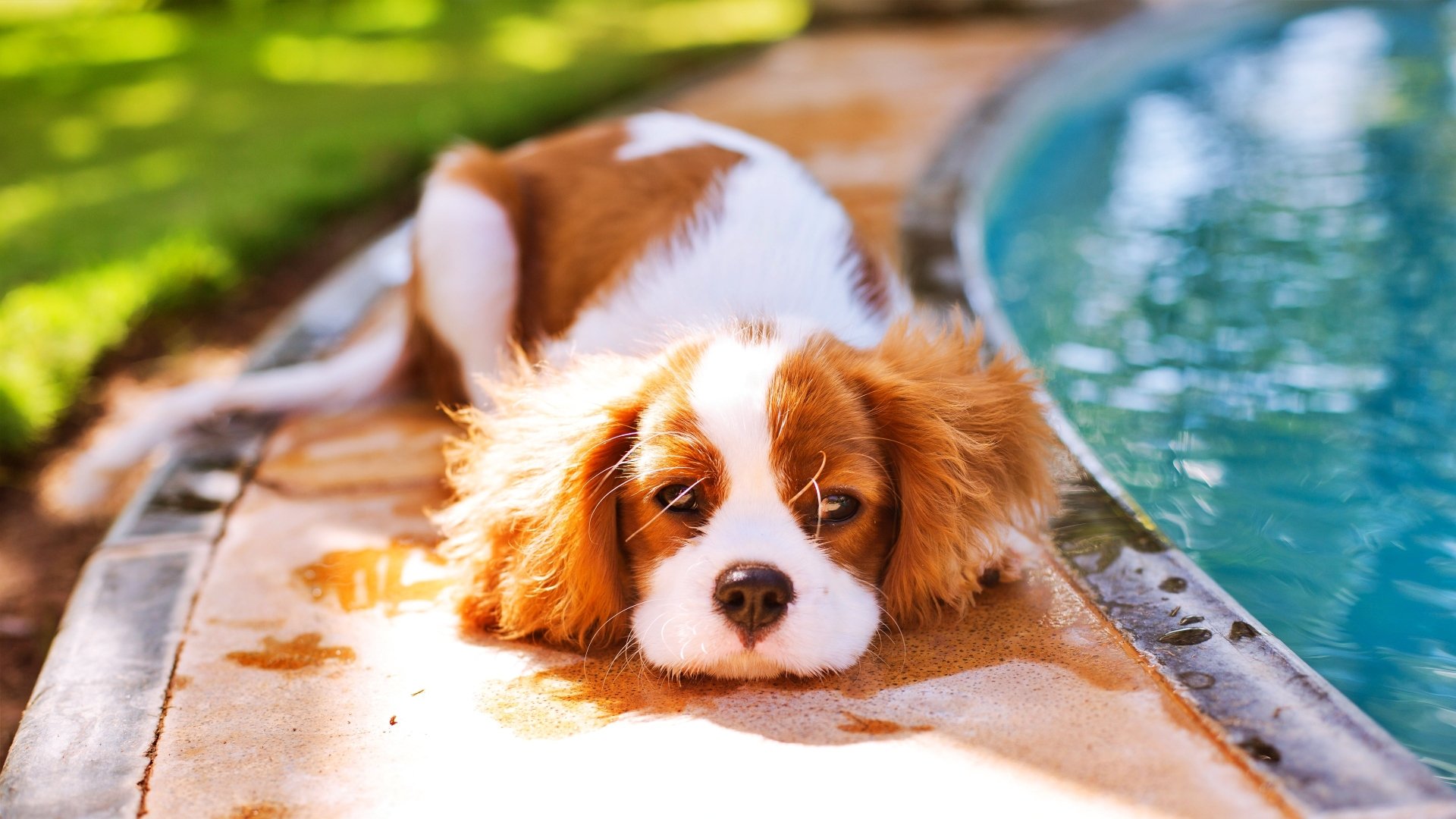 Download Animal King Charles Spaniel 4k Ultra HD Wallpaper