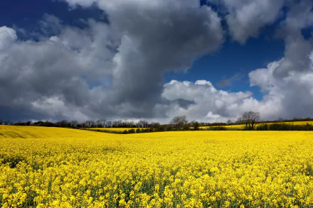 field nature rapeseed HD Desktop Wallpaper | Background Image