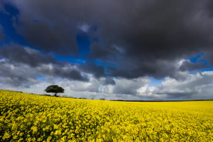 field nature rapeseed HD Desktop Wallpaper | Background Image