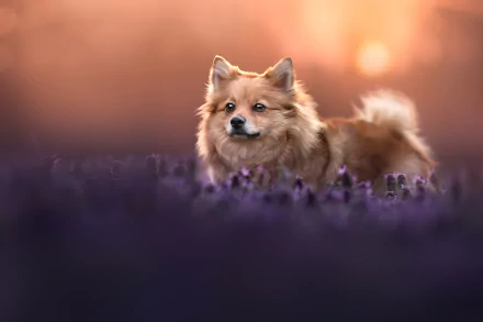 Animal spitz HD Desktop Wallpaper | Background Image