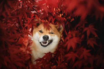 Animal shiba inu HD Desktop Wallpaper | Background Image