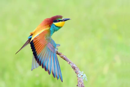 Animal bee-eater HD Desktop Wallpaper | Background Image