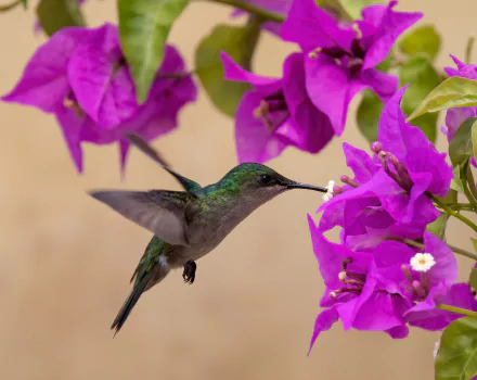 bougainvillea Animal hummingbird HD Desktop Wallpaper | Background Image