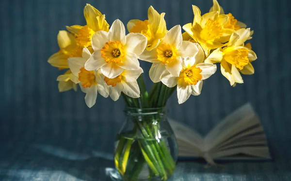 A vibrant bouquet of yellow and white daffodils arranged in a clear glass vase, captured in 4K Ultra HD as a man-made desktop wallpaper and background.