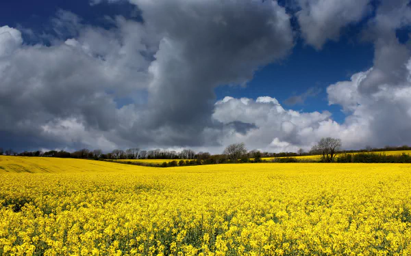 field nature rapeseed HD Desktop Wallpaper | Background Image