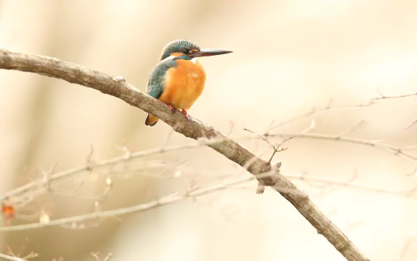 Kingfisher animal perched on a bare branch, vivid teal and orange plumage against a soft bokeh background — 4K Ultra HD PC desktop wallpaper/background.