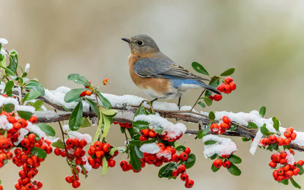 5K Ultra HD PC desktop wallpaper background — bluebird perched on a snow-dusted branch laden with red berries.