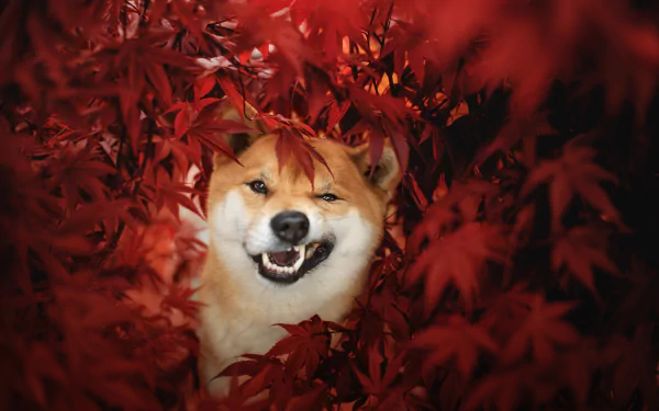 Animal shiba inu HD Desktop Wallpaper | Background Image