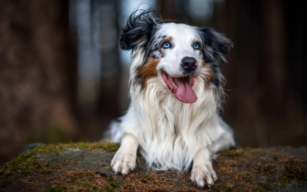 Animal australian shepherd HD Desktop Wallpaper | Background Image