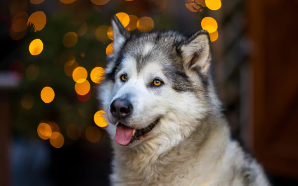 Animal alaskan malamute HD Desktop Wallpaper | Background Image