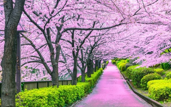 Photography Park Path Blossom HD Wallpaper | Background Image