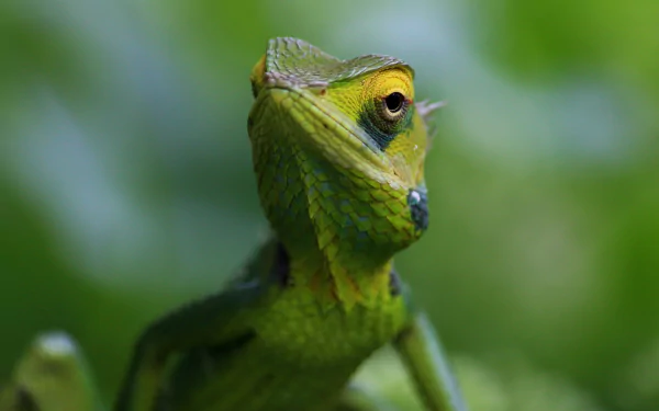 Animal chameleon HD Desktop Wallpaper | Background Image