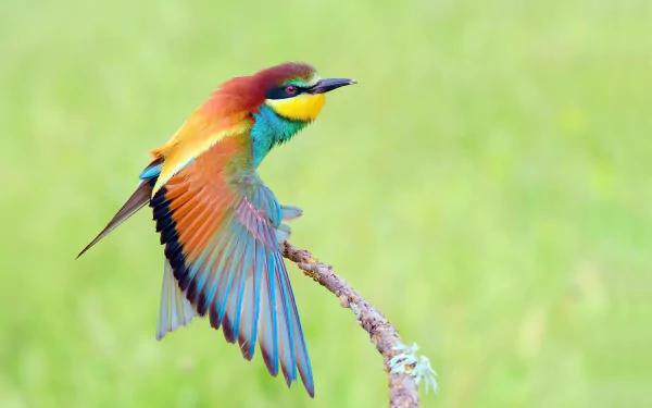 Animal bee-eater HD Desktop Wallpaper | Background Image