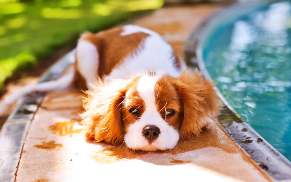 Animal King Charles Spaniel HD Desktop Wallpaper | Background Image