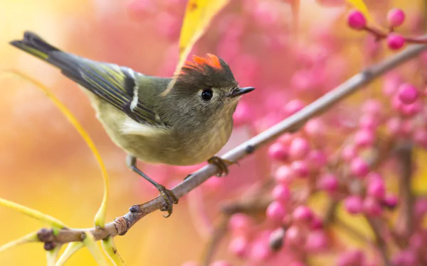 Animal wren HD Desktop Wallpaper | Background Image