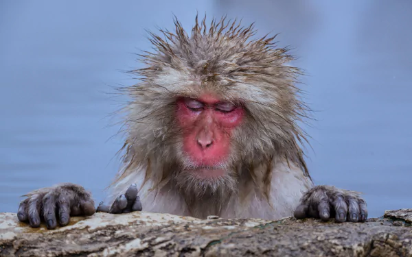 Animal Japanese macaque snow monkey HD Desktop Wallpaper | Background Image