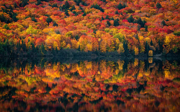 HD desktop wallpaper of a serene fall landscape, showing vibrant autumn trees reflected perfectly in a calm body of water, capturing the essence of nature and reflection.