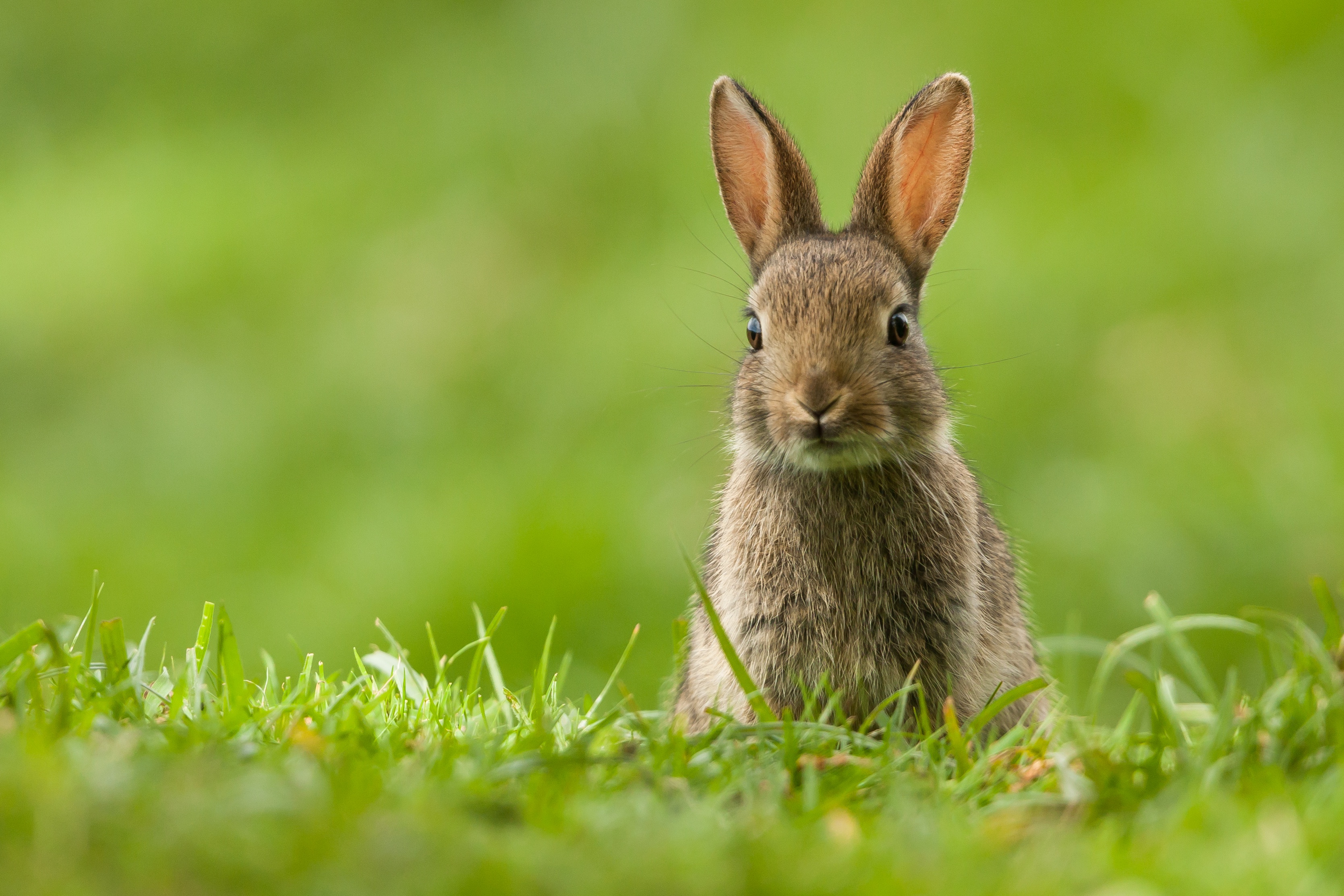 Download Animal Rabbit HD Wallpaper