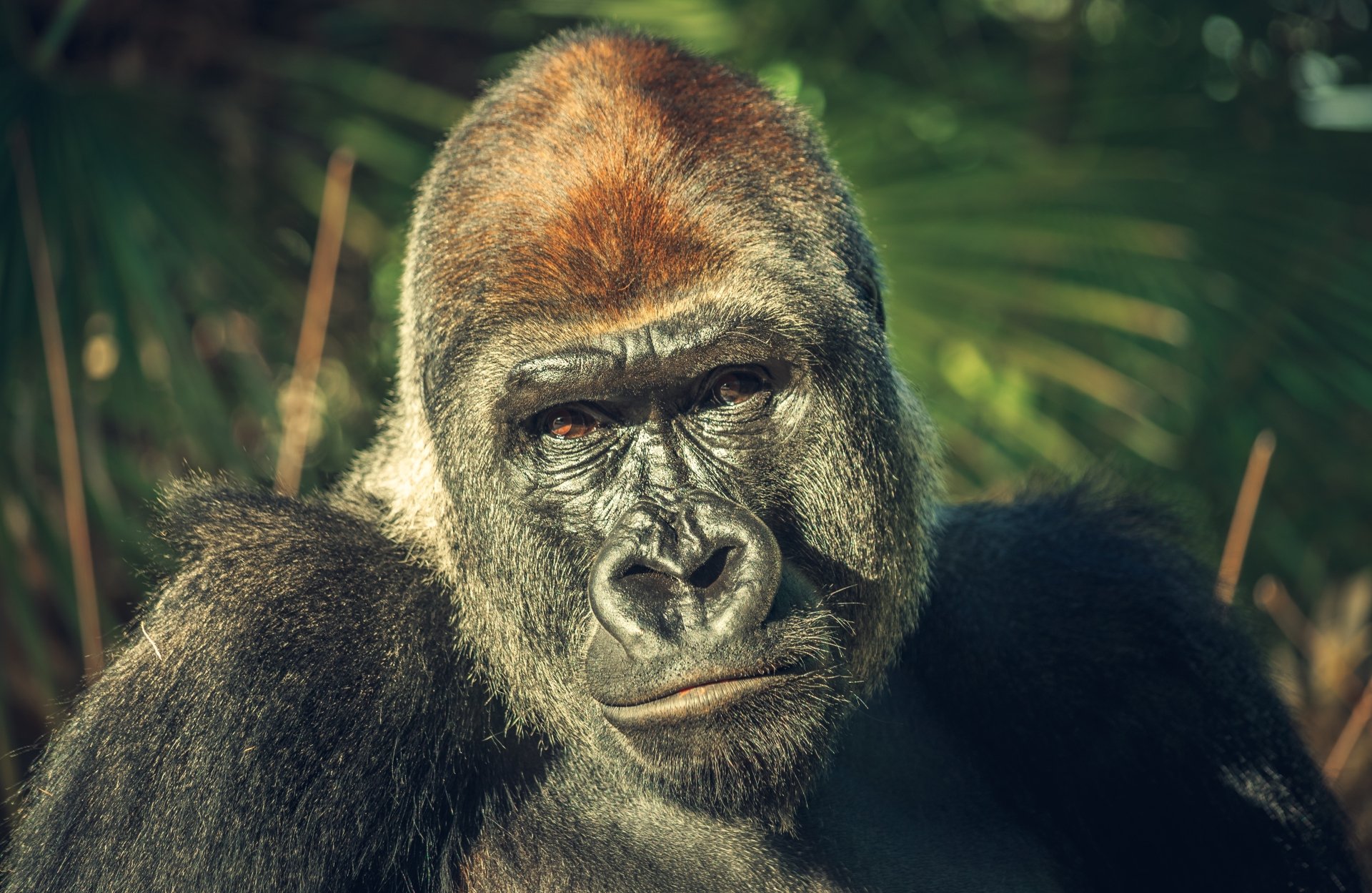 Download Animal Gorilla 4k Ultra HD Wallpaper