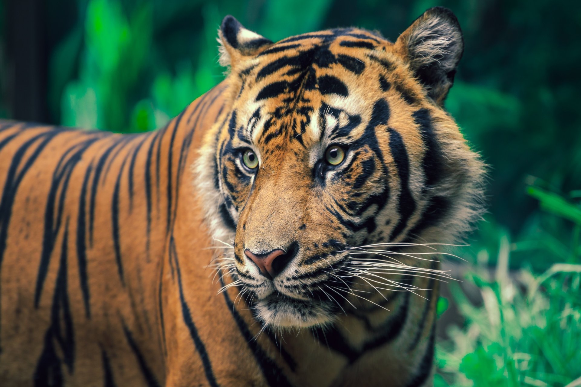 Download Animal Tiger 4k Ultra HD Wallpaper