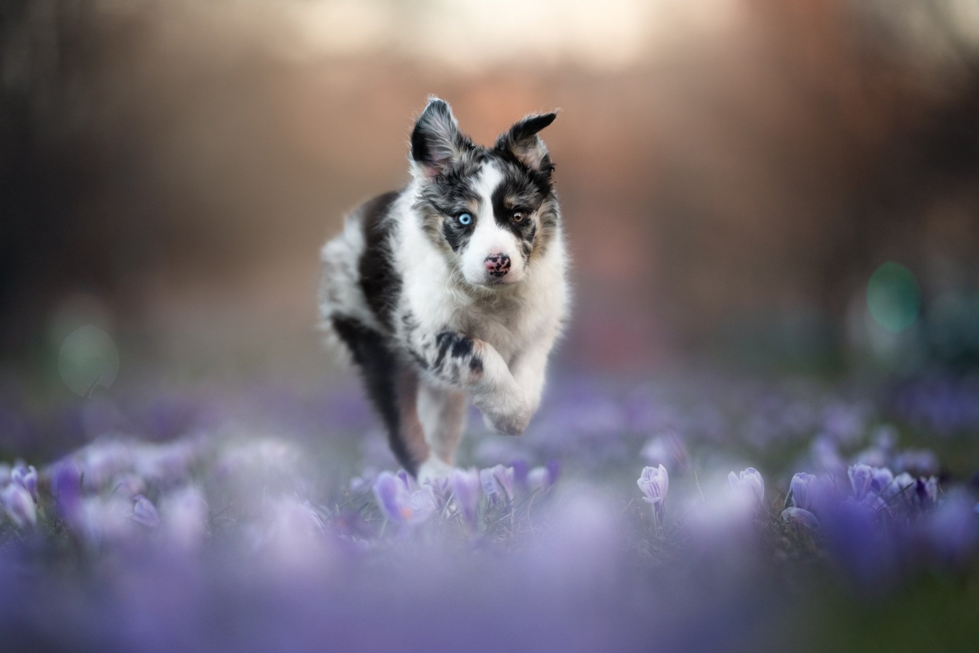 Download Puppy Animal Australian Shepherd HD Wallpaper by Iza Łysoń