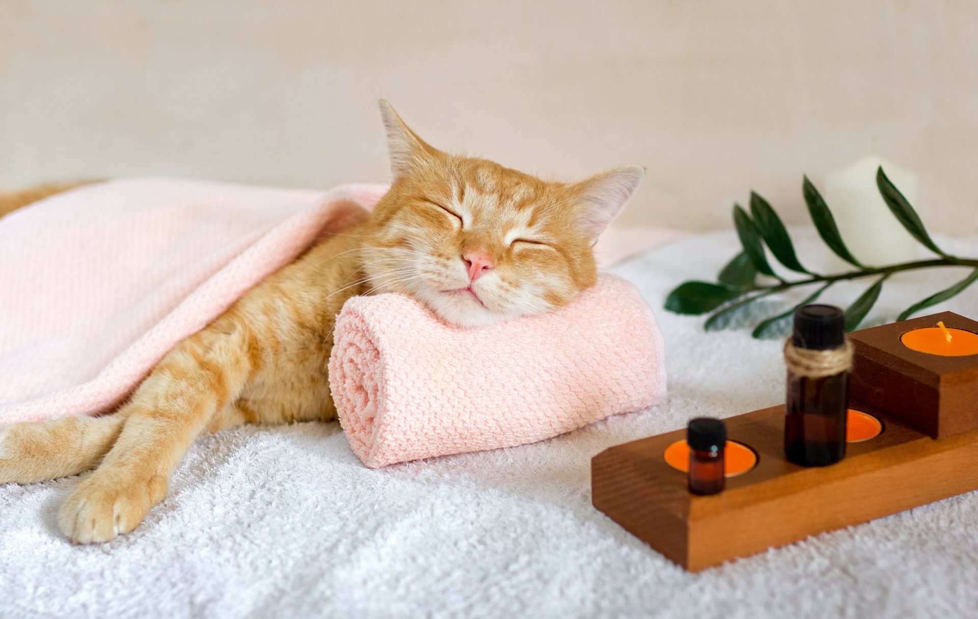 Download Animal Cat HD Wallpaper