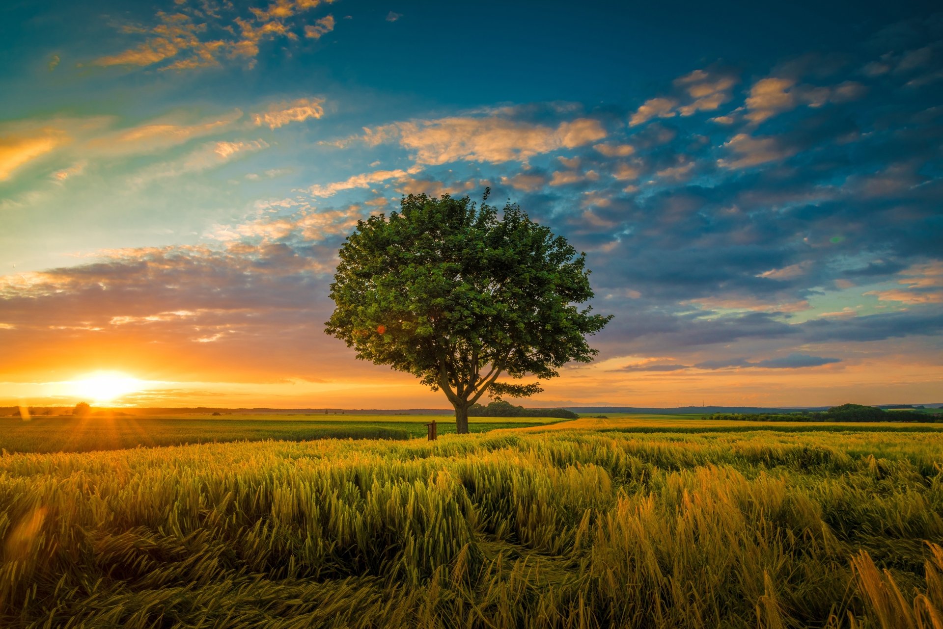 download-field-nature-tree-4k-ultra-hd-wallpaper