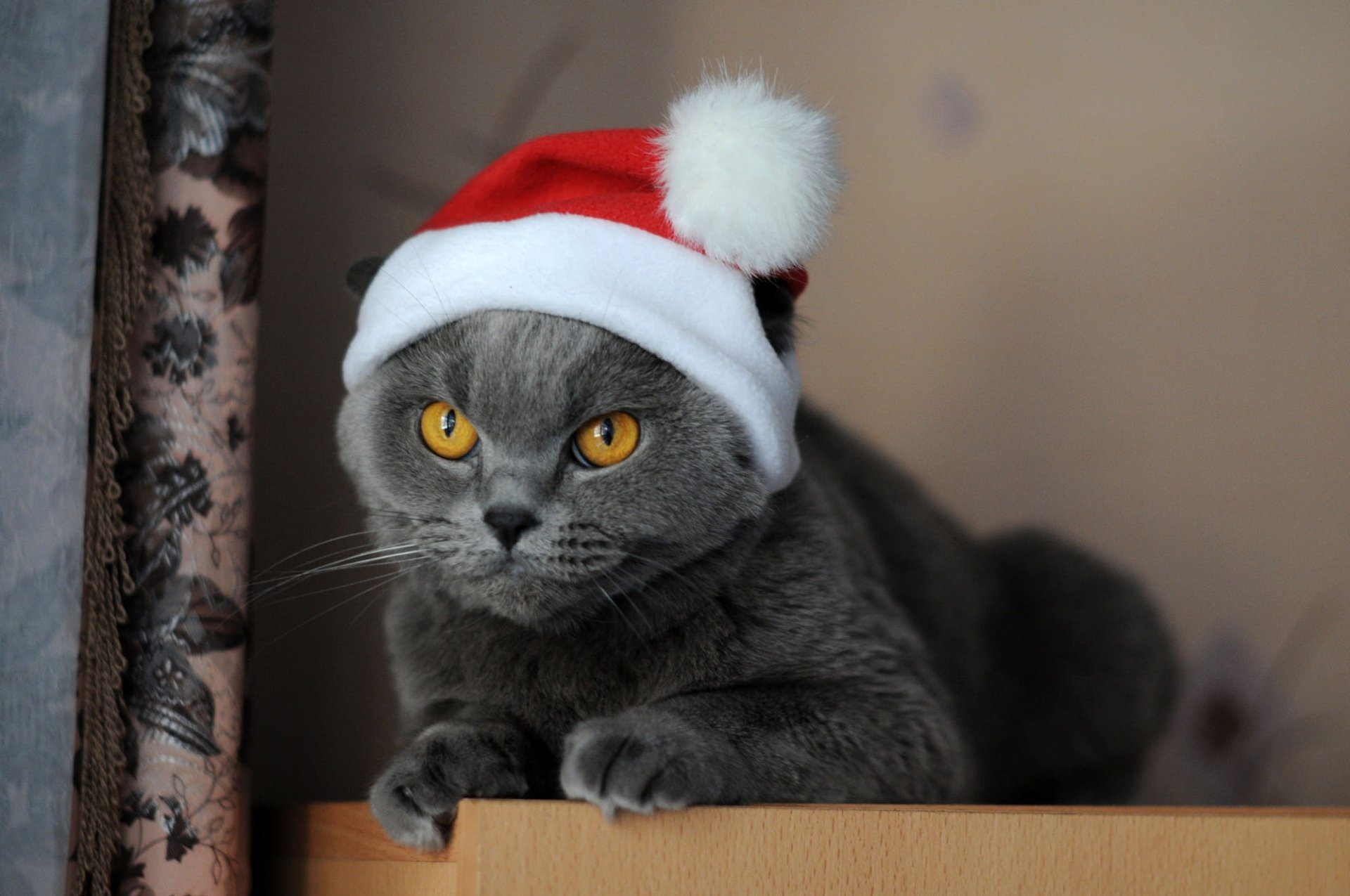 Download Santa Hat Animal Cat HD Wallpaper