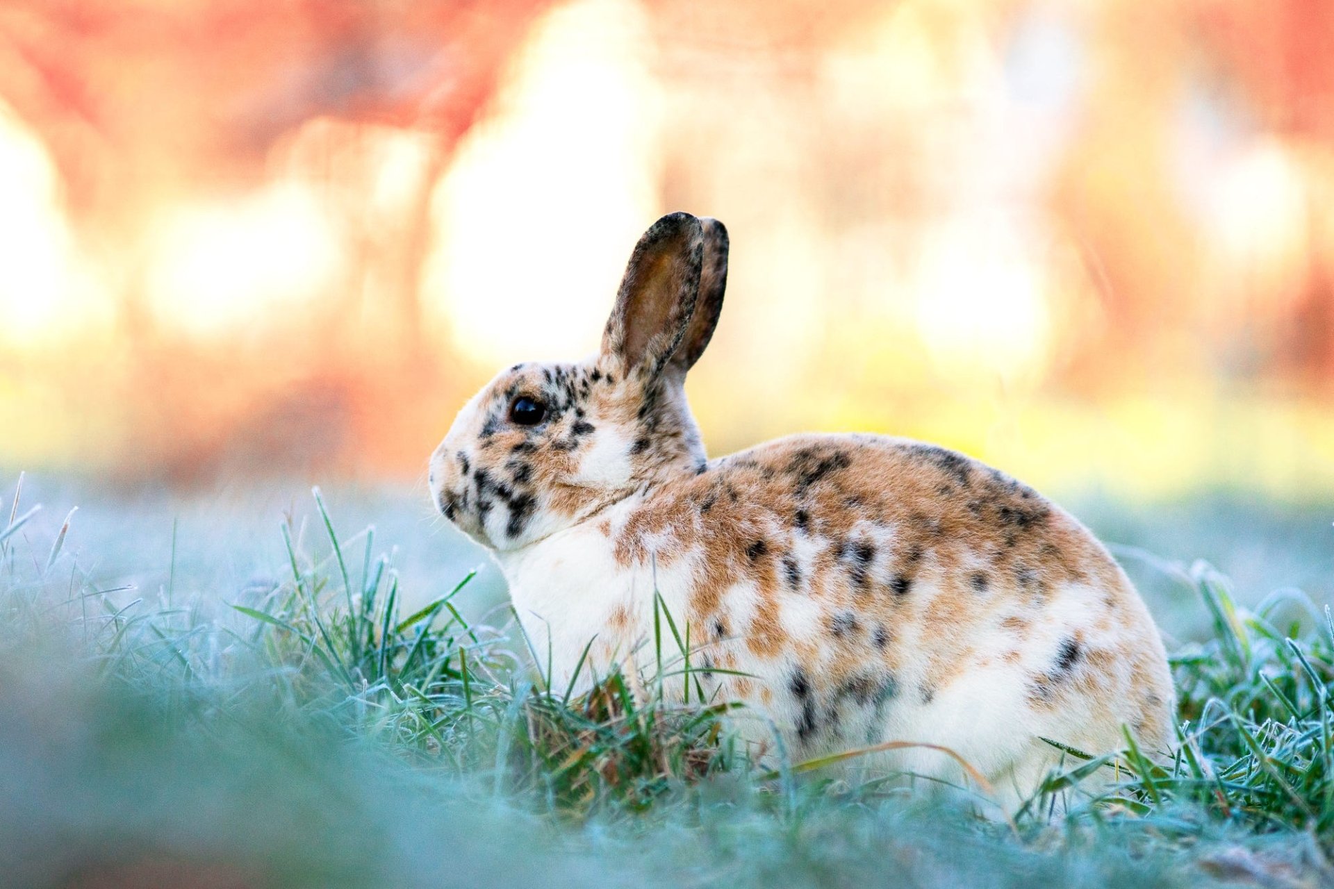 Download Animal Rabbit HD Wallpaper | 2000x1333 | Wallpaper Abyss