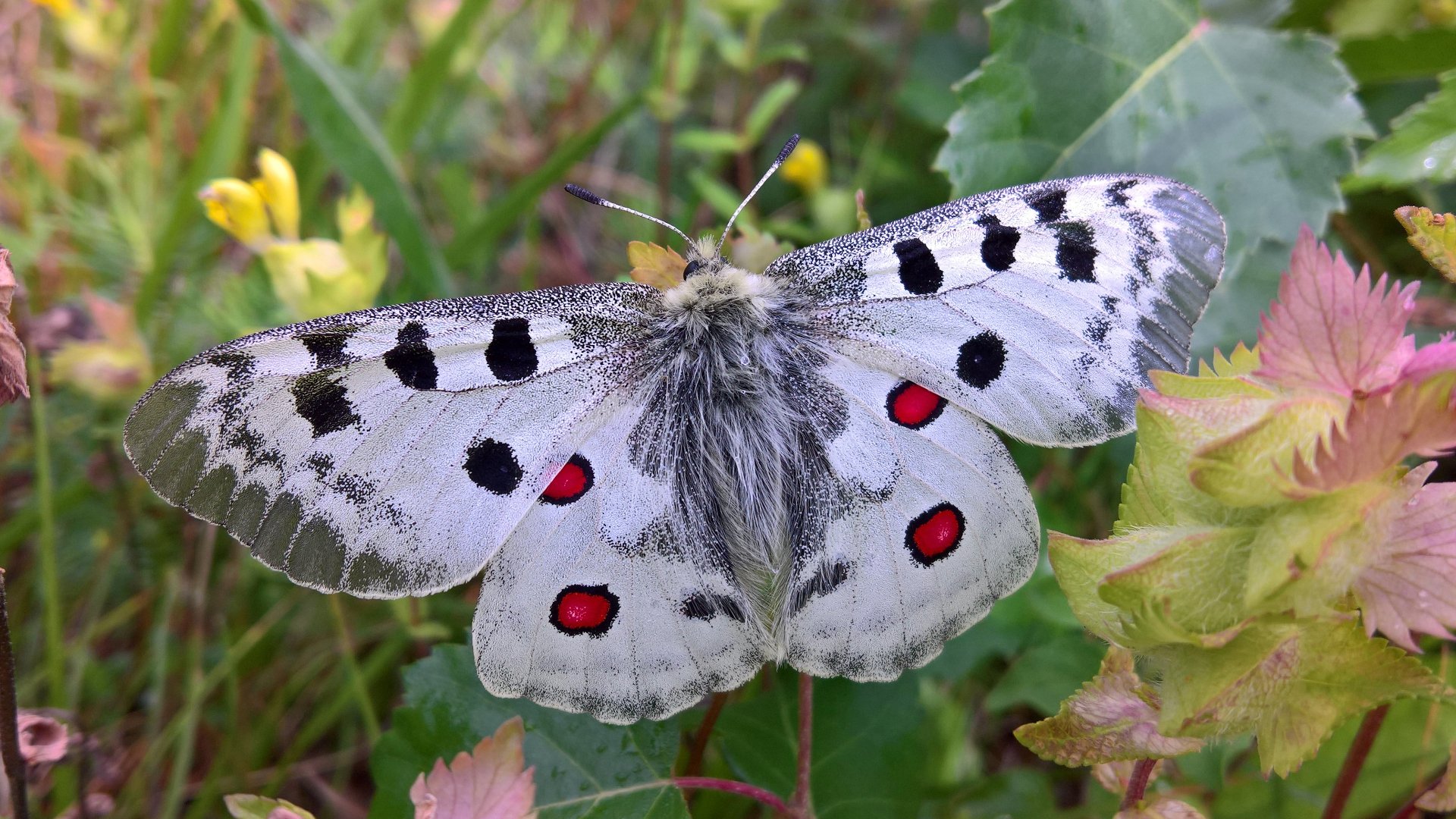 4K Ultra HD desktop wallpaper featuring a detailed close-up of a butterfly with white wings, black spots, and red markings resting on green foliage.