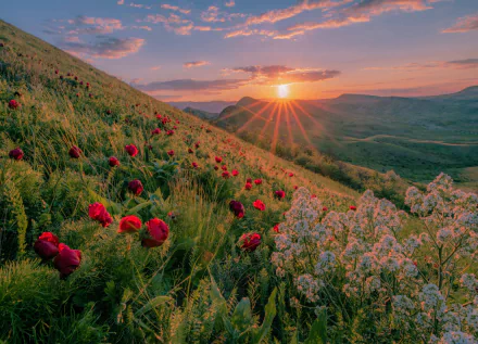 peony nature sunrise HD Desktop Wallpaper | Background Image
