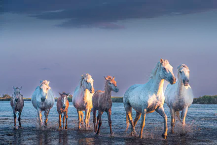herd Animal horse HD Desktop Wallpaper | Background Image