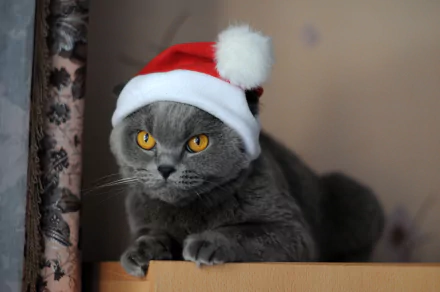 santa hat Animal cat HD Desktop Wallpaper | Background Image