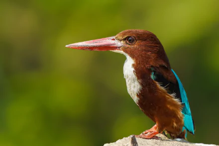  No, my beak isn't disproportionately sized.