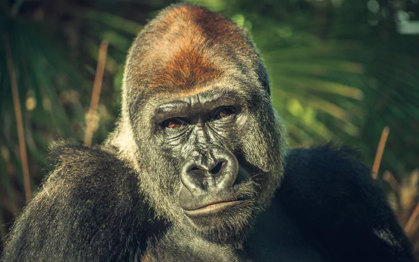 Animal gorilla HD Desktop Wallpaper | Background Image