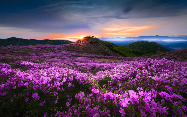 pink flower nature meadow HD Desktop Wallpaper | Background Image