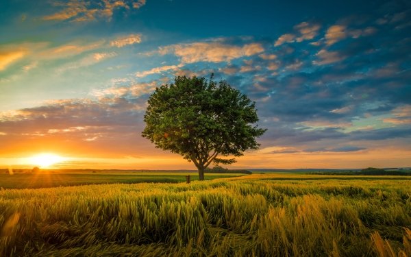 Nature Tree Trees Field HD Wallpaper | Background Image