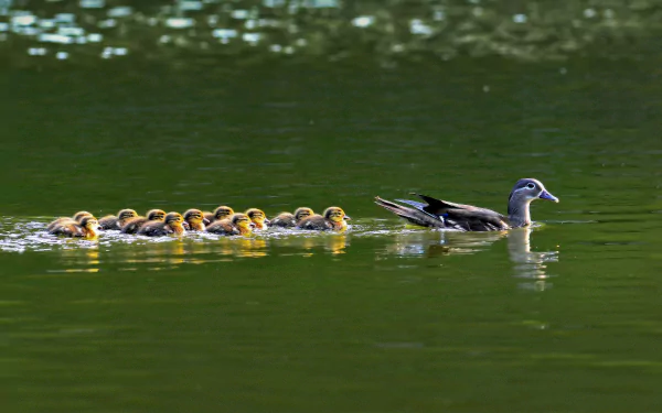  Mandarin duck hen with ducklings in South Korea