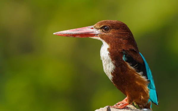  No, my beak isn't disproportionately sized.