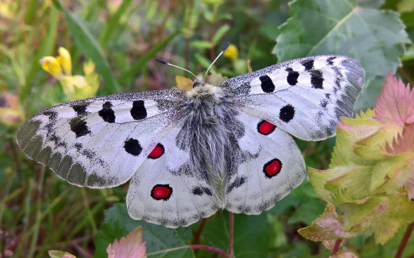 4K Ultra HD desktop wallpaper featuring a detailed close-up of a butterfly with white wings, black spots, and red markings resting on green foliage.