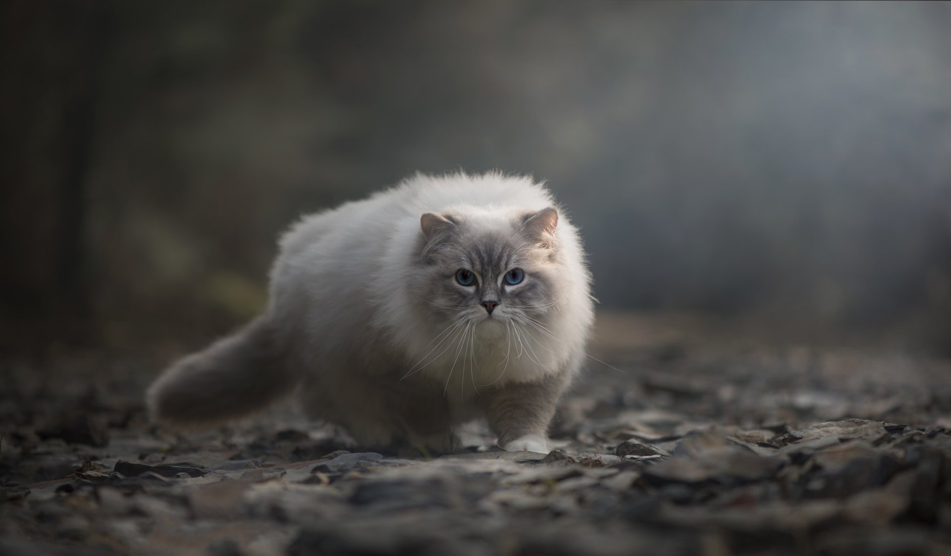 Download Ragdoll Animal Cat HD Wallpaper