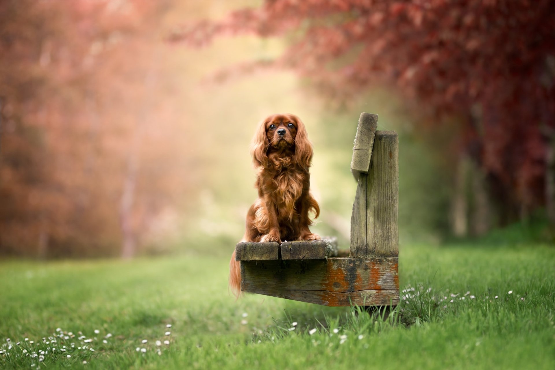 Download Animal King Charles Spaniel HD Wallpaper