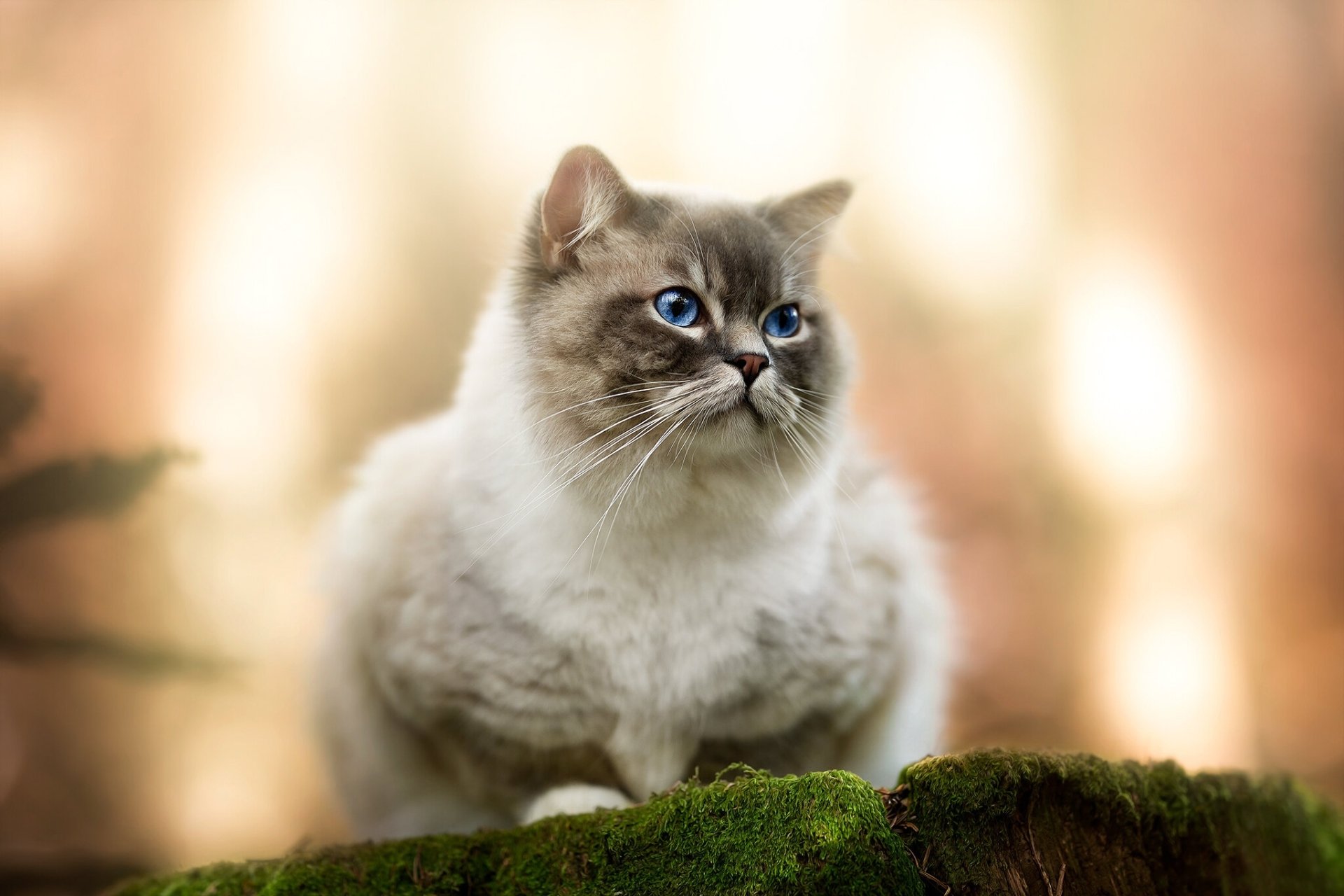 Download Ragdoll Animal Cat HD Wallpaper
