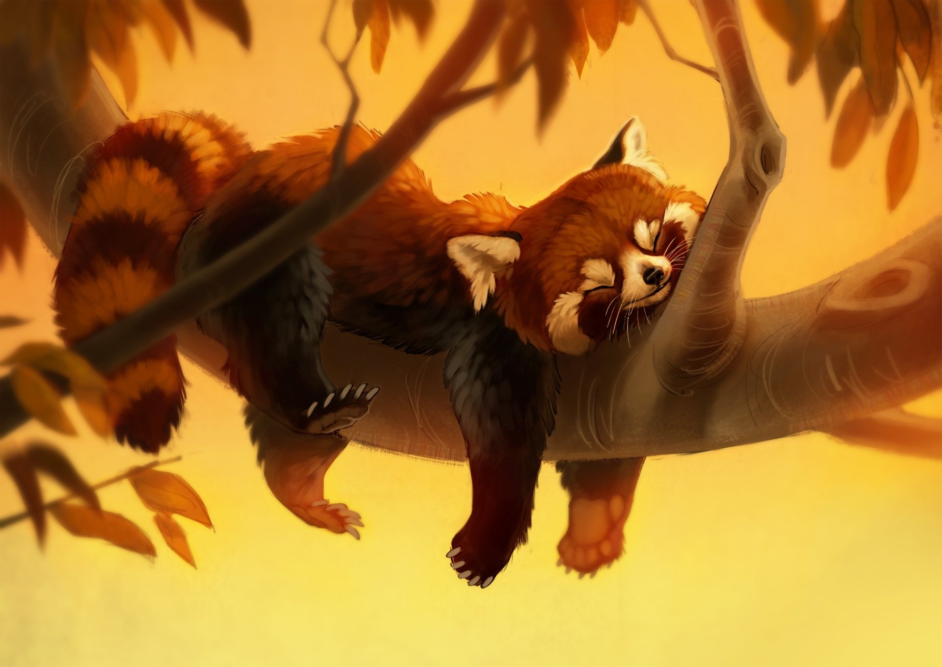 Download Animal Red Panda HD Wallpaper by Amelia Bothe