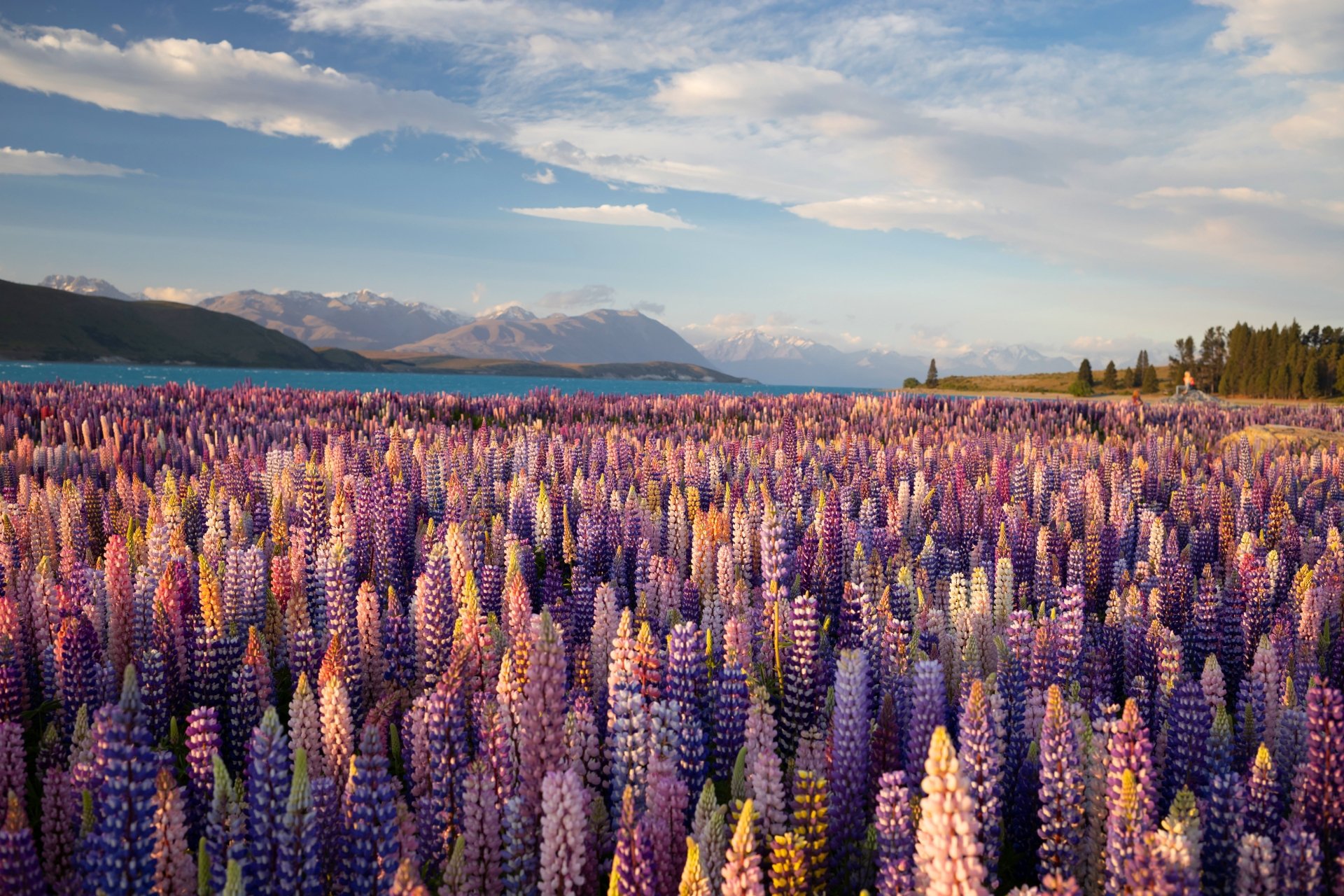 Download Nature Lupine 4k Ultra HD Wallpaper