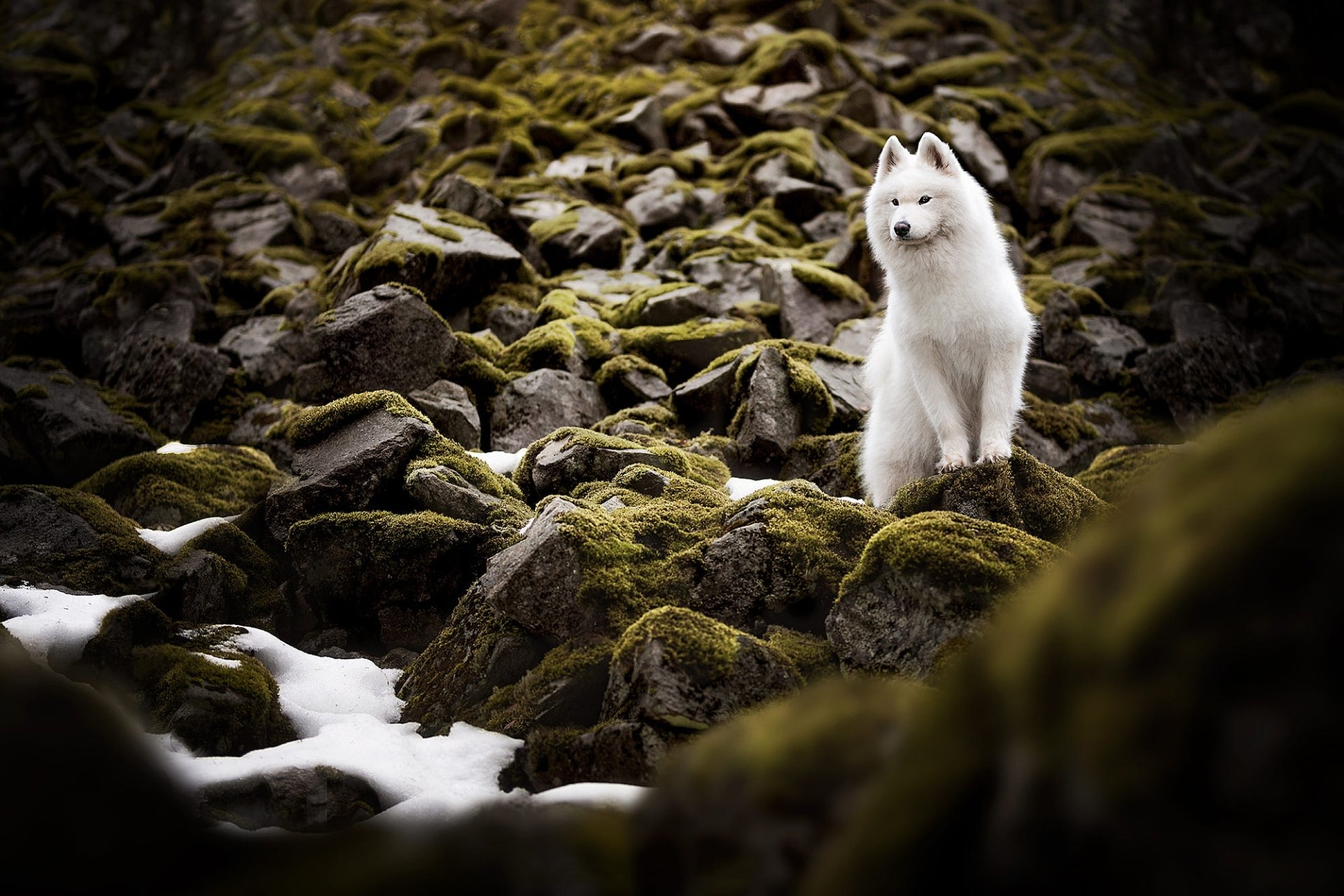 Download Animal Samoyed HD Wallpaper