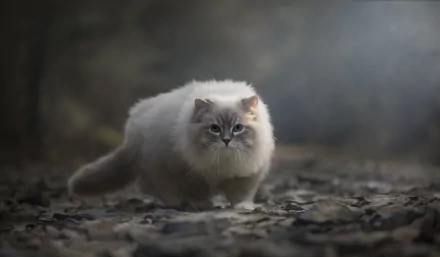 ragdoll Animal cat HD Desktop Wallpaper | Background Image