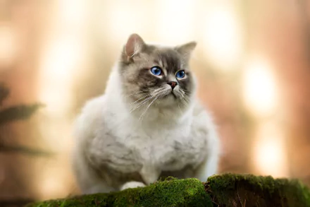 ragdoll Animal cat HD Desktop Wallpaper | Background Image