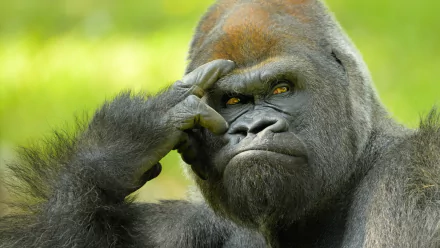  Western lowland gorilla