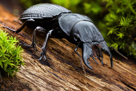 Animal beetle HD Desktop Wallpaper | Background Image
